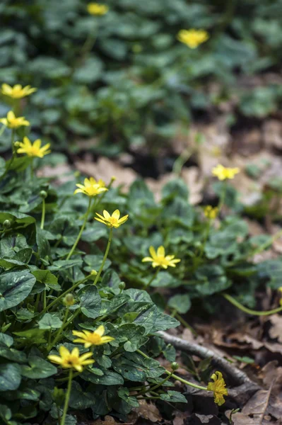 Gelbe Wildblumen — Stockfoto