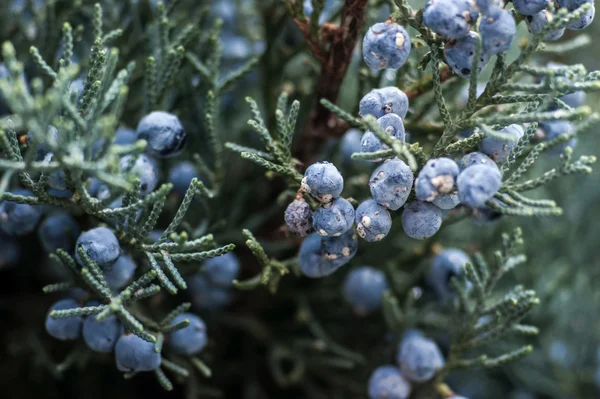 Blue juniper berries — Stock Photo, Image
