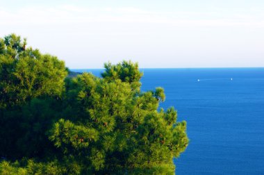 Adriyatik Denizi ve çam Kronu