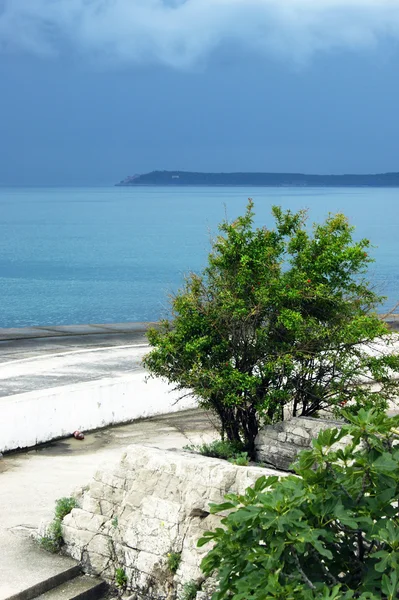 Trees near the sea in bad weather — Stock Photo, Image