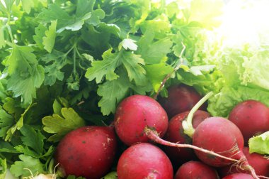 taze turp ve maydanoz