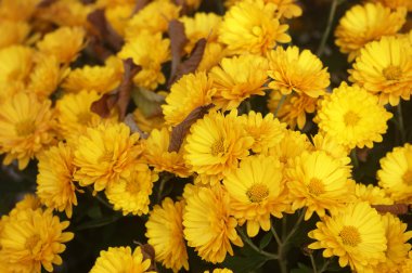 çiçekler sarı krizantem