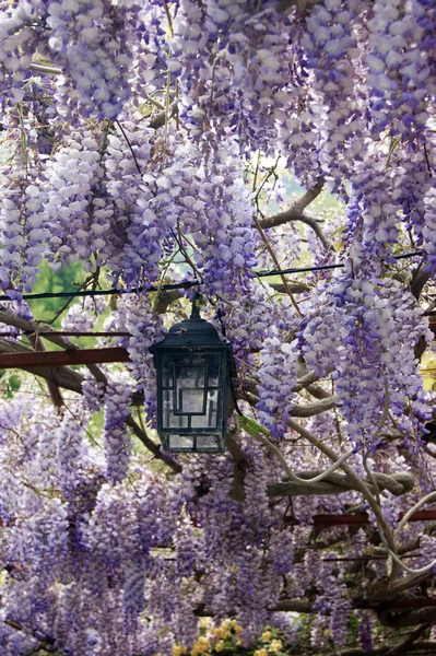 Wisteria canlı gölgelik