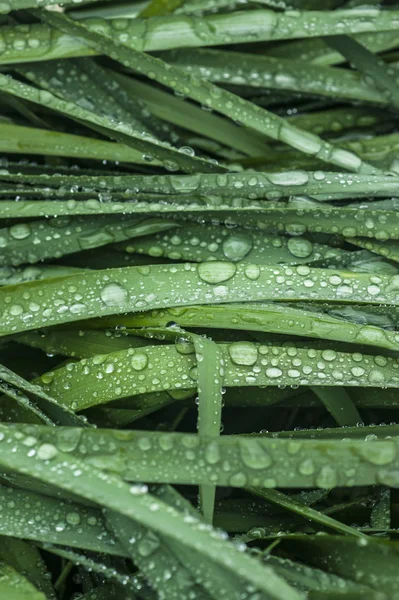 Gotas de agua en las hojas Fotos de stock