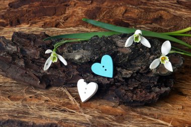 Kalpleri ve kardelen