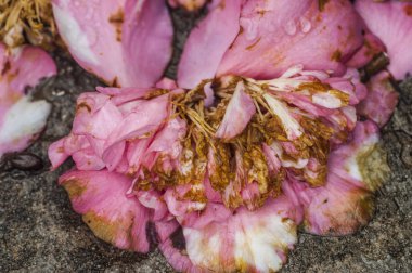 Muhteşem solma Kamelya çiçeği