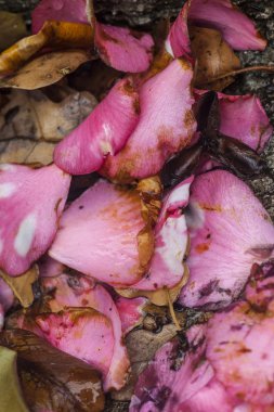 Yaprakları pembe Kamelya