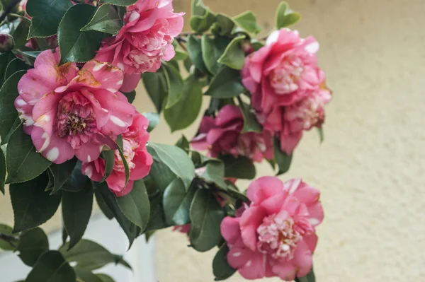 Camellia on a branch — Stock Photo, Image