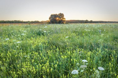 Akşam güneşi çayırdaki yalnız ağaçların dallarında parlıyor..