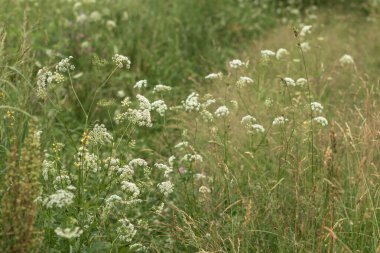 Yeşil çayırlar arasında beyaz küçük çiçeklerin infloresanları.