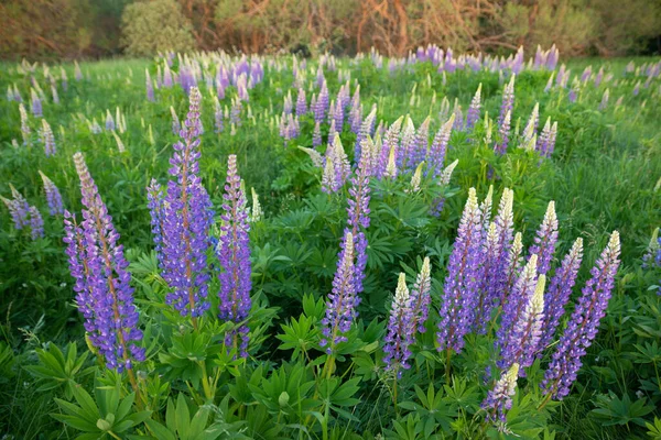 Champ Lupins Violets Aux Feuilles Vertes Fraîches Soirée Été — Photo