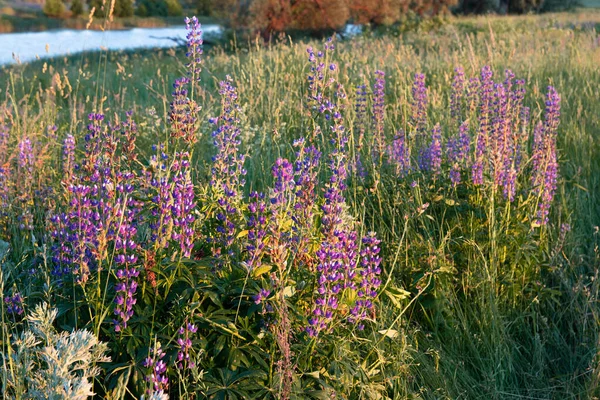Lupins Violets Dans Prairie Soirée — Photo