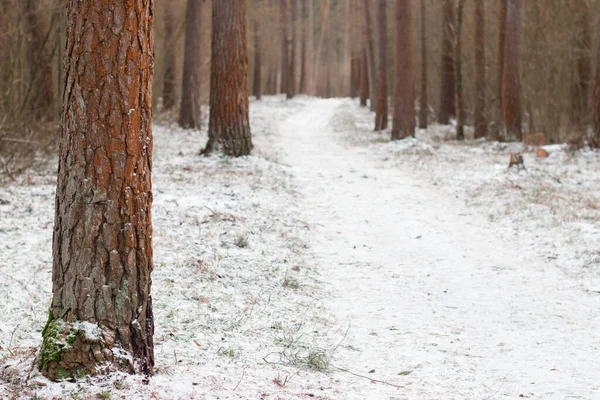 Snowy Path Surrounded Red Truncks Pine Trees Winter — Stock Photo, Image