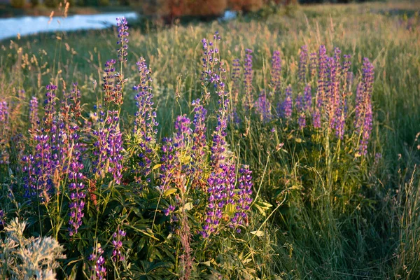 Violet Lupines Meadow Evening — Stock Photo, Image