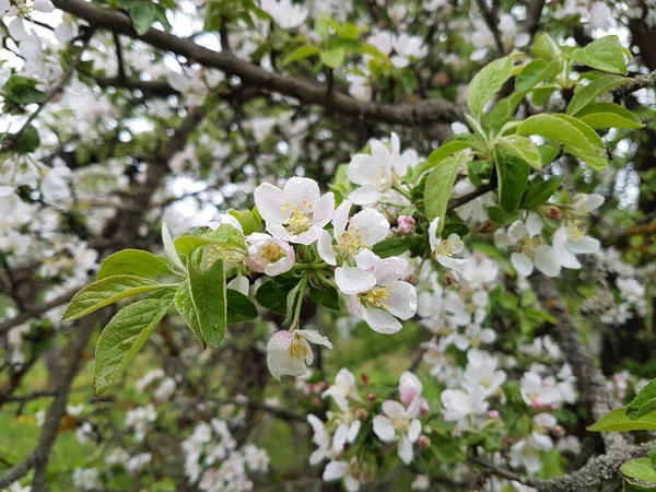 春にリンゴの木の白いピンク色の花 マクロ — ストック写真