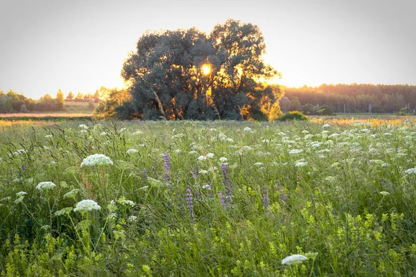 Soleil Soir Brille Travers Les Branches Arbre Solitaire Sur Prairie — Photo