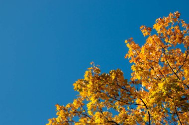 Sarı sonbahar yapraklı akçaağaç dalları ve mavi gökyüzü boşluğu