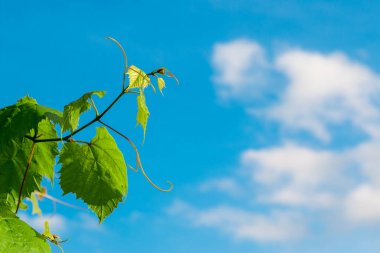Yeşil asma dalları, beyaz bulutlar ve mavi gökyüzü.