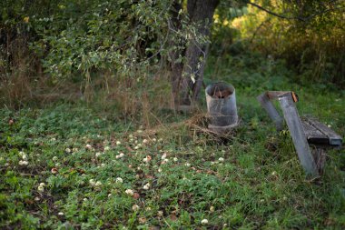 Bahçeye düşen elmalar