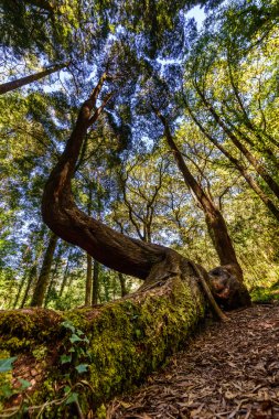 Yaz aylarında Galiçyaca orman