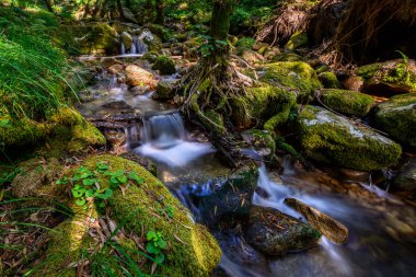 Yaz aylarında Galiçyaca orman