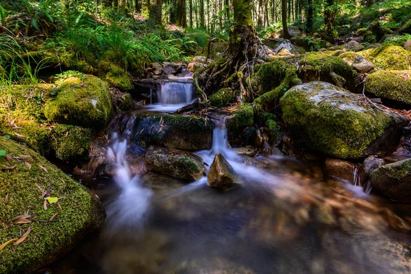 Bosque gallego en verano — Foto de Stock