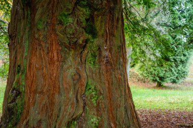 Ağaç Park Xirimbao, İspanya