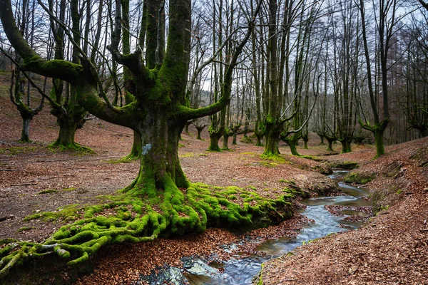 Haya en el bosque — Foto de Stock