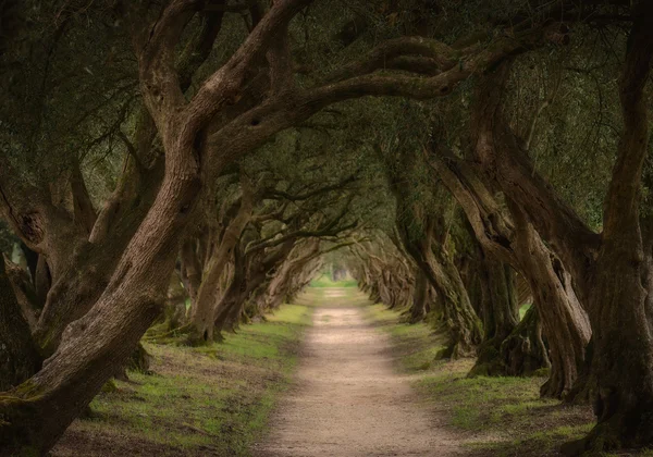 Olive trees tunnel in Spain — Stock Photo, Image