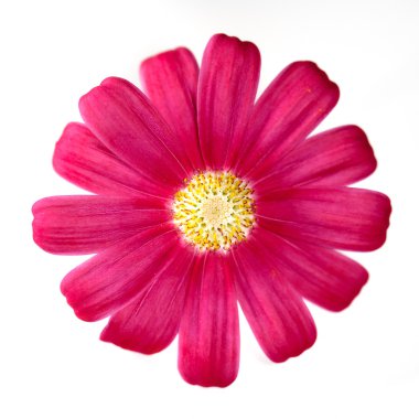 Cosmos mor çiçek