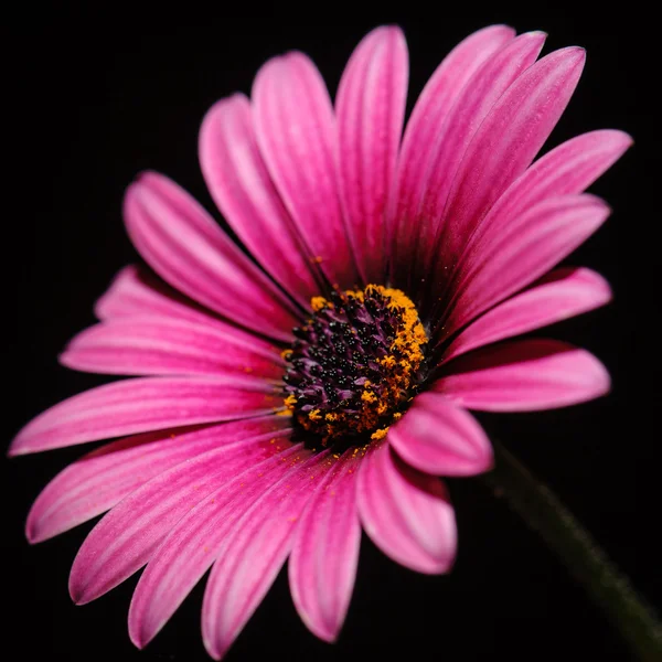 Cosmos flor roxa — Fotografia de Stock