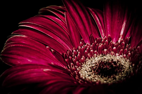 Mor gerbera çiçek