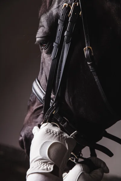 Jockey prepearing cavalo para o passeio — Fotografia de Stock