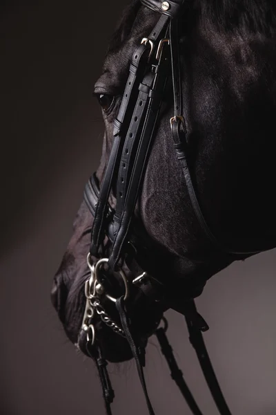 Black horse head with equipment closeup — Stock Photo, Image