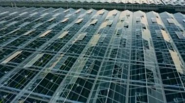 Venlo veya Hollanda sera bitkisinin çekimleri başlatılıyor