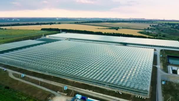 Vaststelling van shot van venlo of Hollandse kas plant — Stockvideo