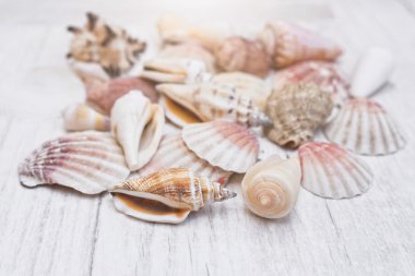 Ahşap arka plan üzerinde birçok deniz kabuklarını