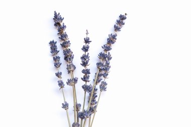 Lavanta çiçek izole demet