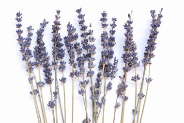 Lavanta çiçek izole demet