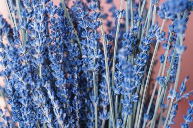 Lavanta çiçek izole demet