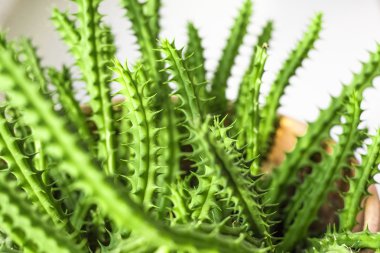 Beyaz zemin üzerinde bir çiçek tencerede yeşil bir bitki