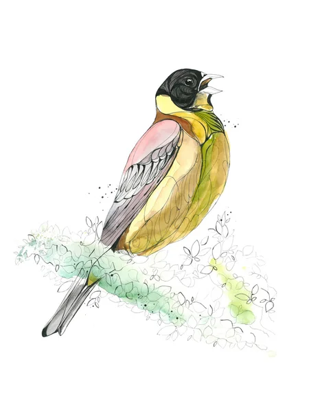 水彩の手描き鳥。ベクトル図 — ストックベクタ
