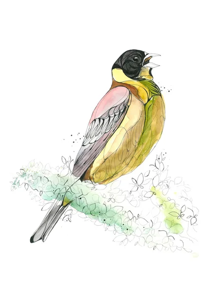 Aquarelle oiseau dessiné à la main. Illustration vectorielle — Image vectorielle