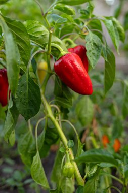 Bush with red sweet pepper. High quality photo