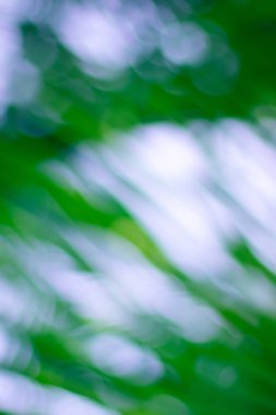 Soyut çiçekli bulanık arkaplan. Tropik avuç içi makro fotoğrafçılığı bırakır. Web tasarımı için güzel arkaplan