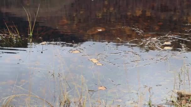 Helder water van een wilde rivier op een rotsachtige oever. Zuivere ecologie van de natuur. — Stockvideo