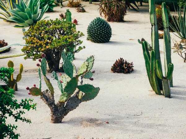 Piękny ogród kaktusowy, Izrael — Zdjęcie stockowe