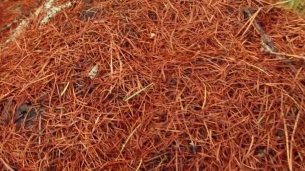 Mravenci v lese v aladaglárních horách hnízdí z borových listů — Stock video