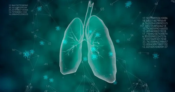 Viren Verbreiten Sich Menschlichen Körper Modell Der Lungen Mit Hoher — Stockfoto