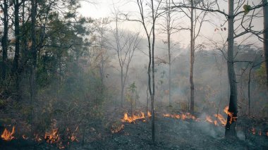 İklim krizi. Kurak mevsimde Ulusal Park 'ta Büyük Alev. Çalı yangınlarıyla ormanların tahrip edilmesi.